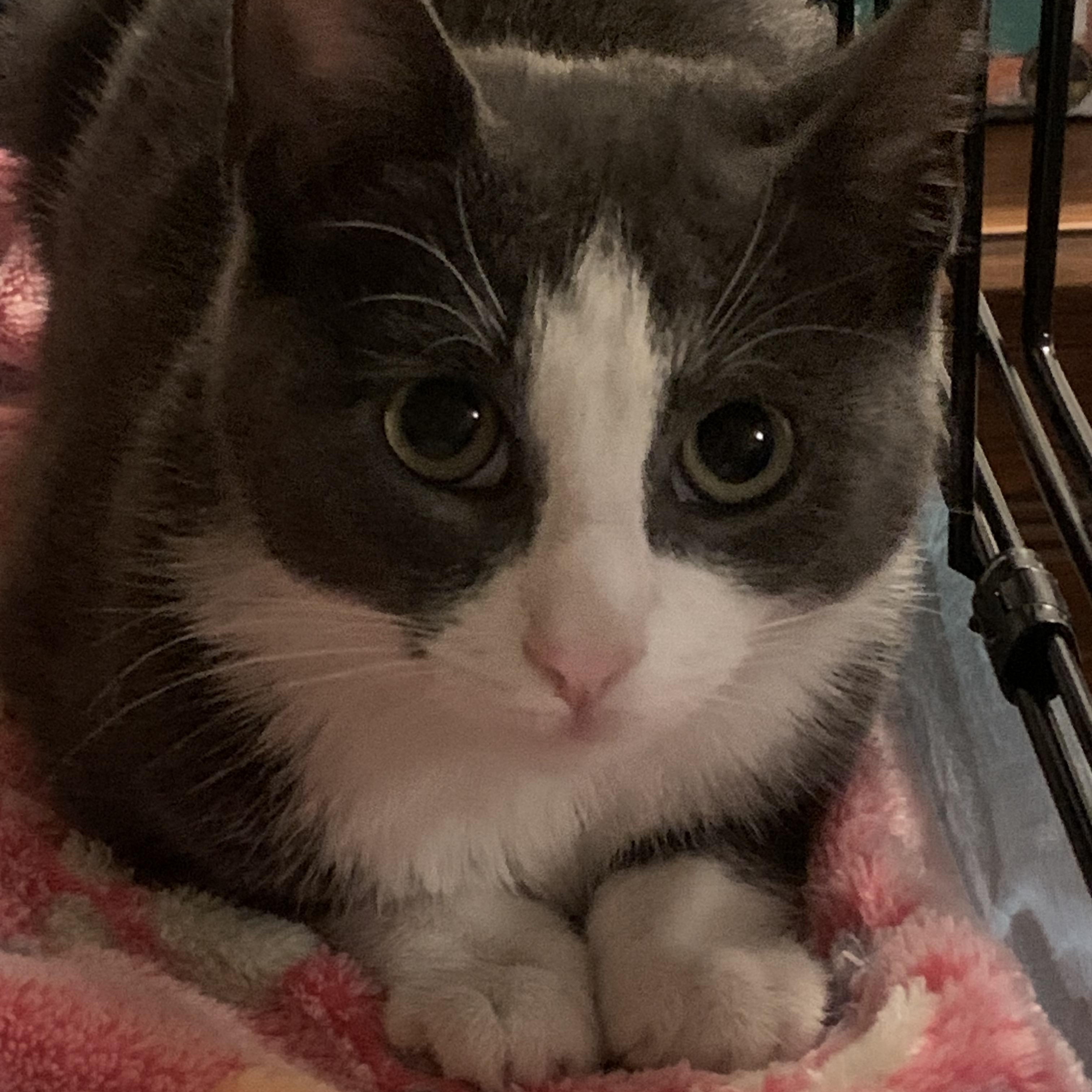 Gwen, Adoptable, Kitten Female Domestic Short Hair.