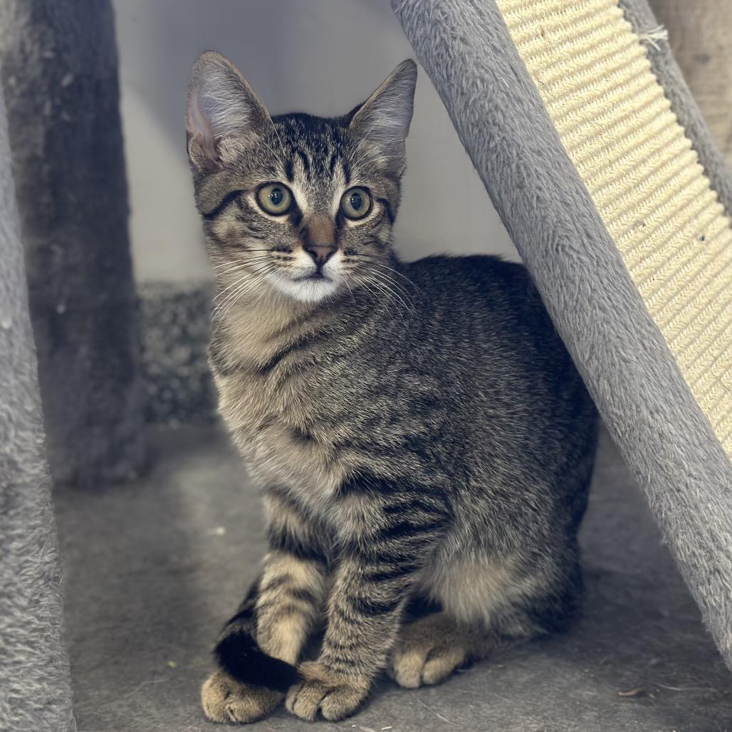 Enlarge Thread, a Adoptable Domestic Short Hair in Hinsdale, IL image 1/2