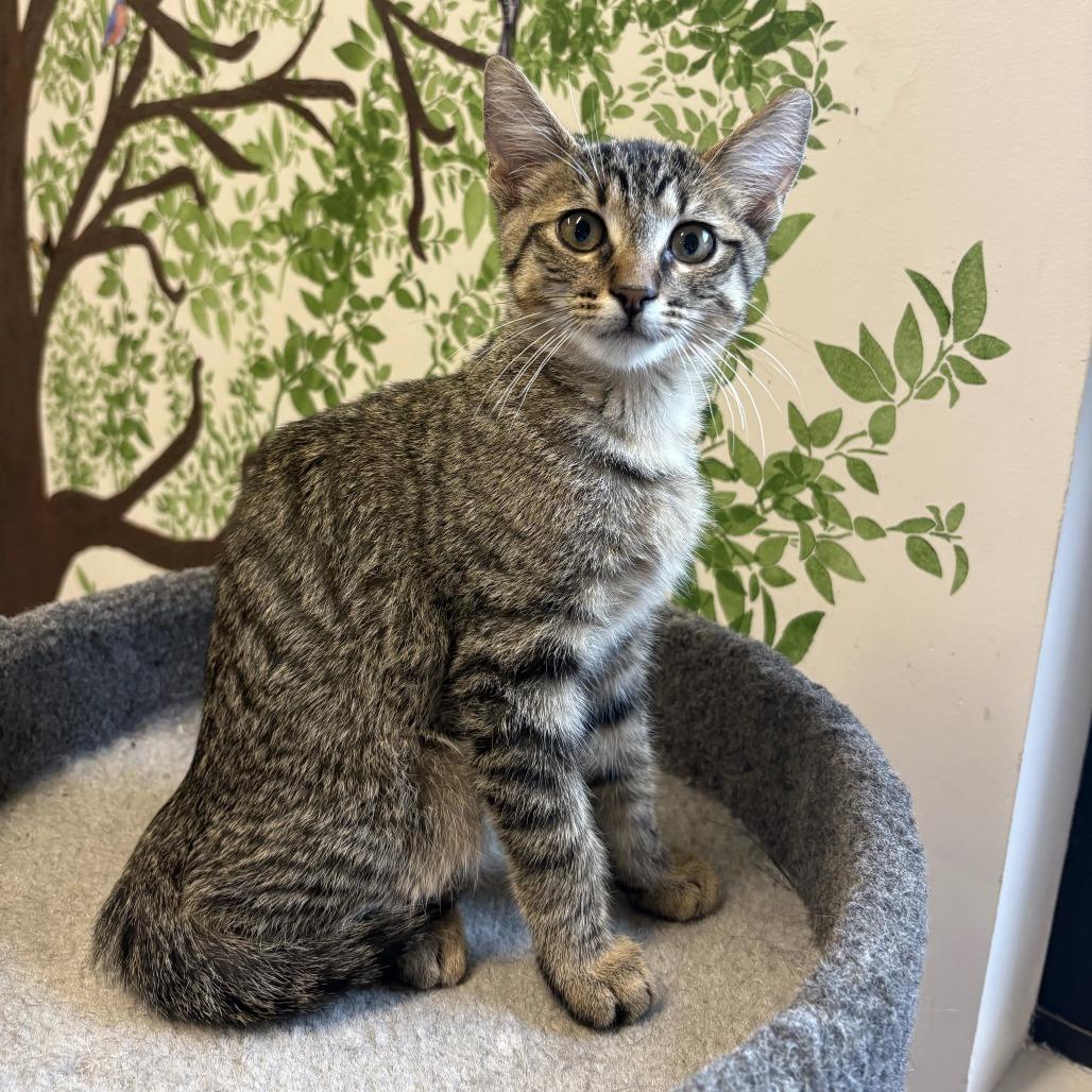 Enlarge Thread, a Adoptable Domestic Short Hair in Hinsdale, IL image 2/2