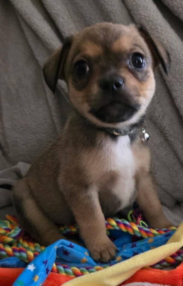 Enlarge Shrek, a ADOPTABLE mixed breed in Moreno Valley, CA image 1/1