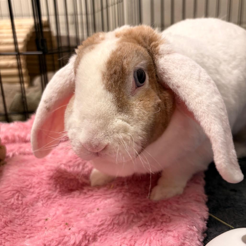 Violet - Available from Foster, Adoptable, Young Female American Fuzzy Lop.