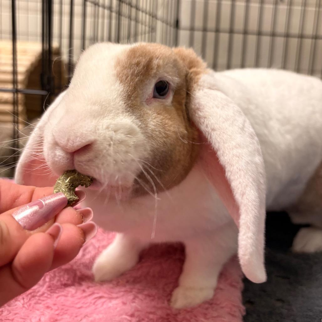Enlarge Violet, a Adoptable American Fuzzy Lop in South Burlington, VT image 2/5