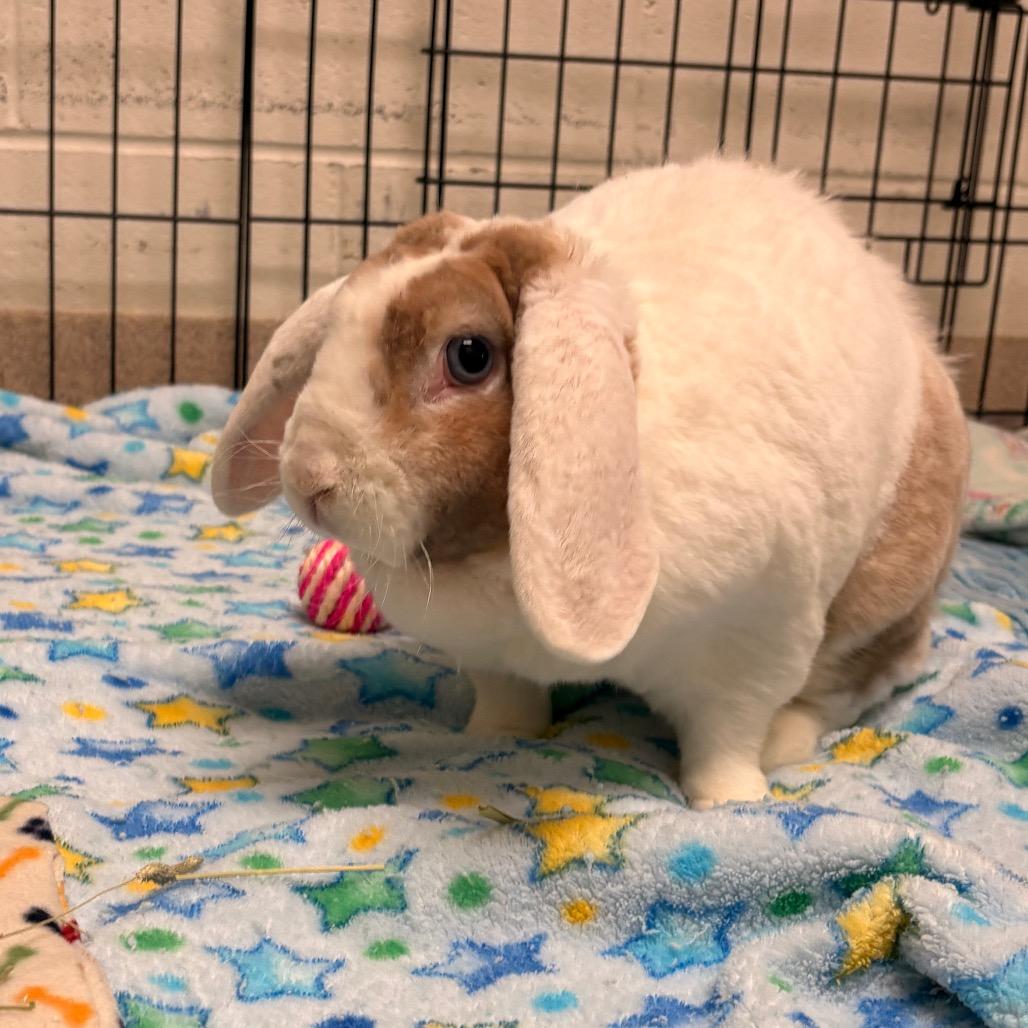 Enlarge Violet, a Adoptable American Fuzzy Lop in South Burlington, VT image 3/5