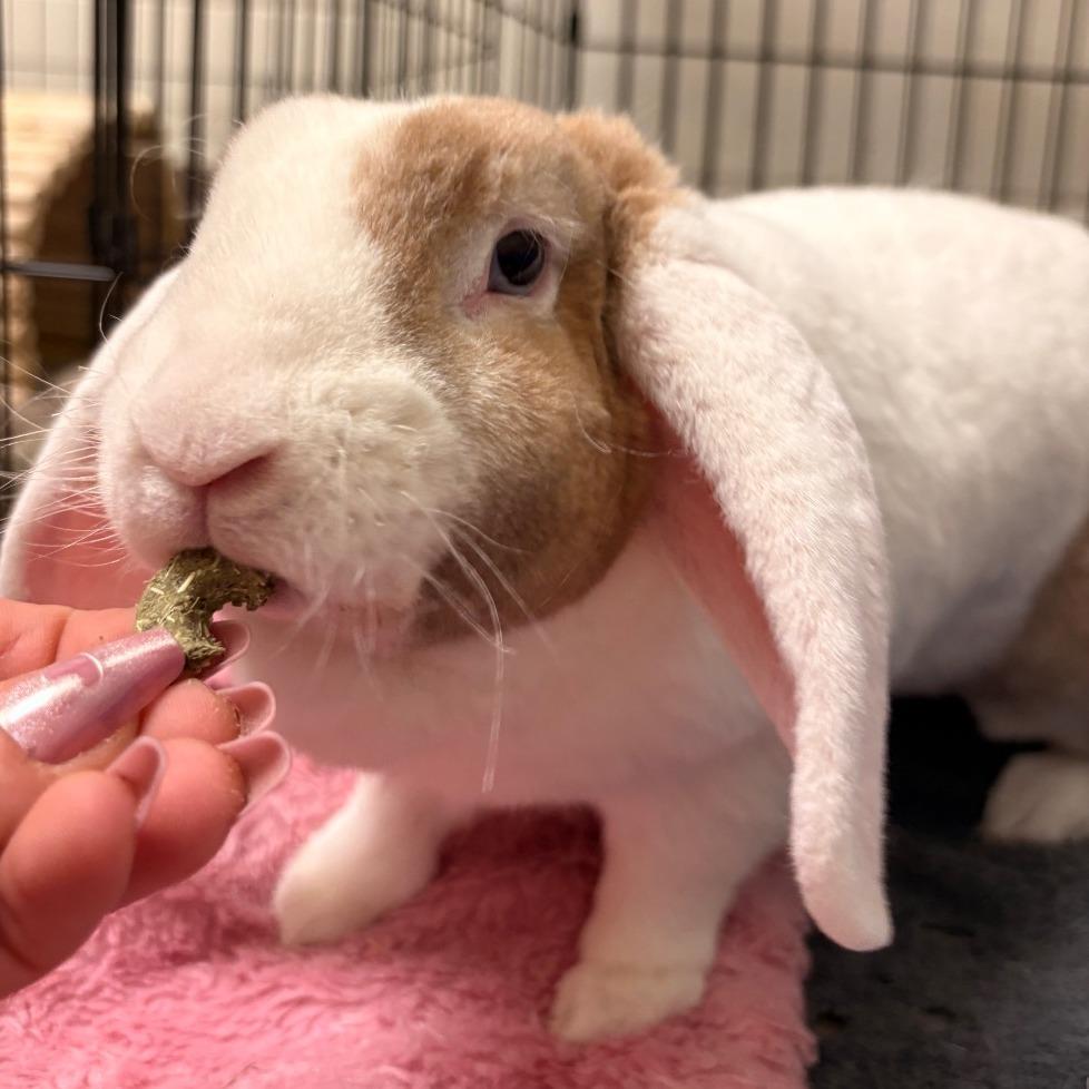 Enlarge Violet - Available from Foster, a Adoptable American Fuzzy Lop in South Burlington, VT image 3/6