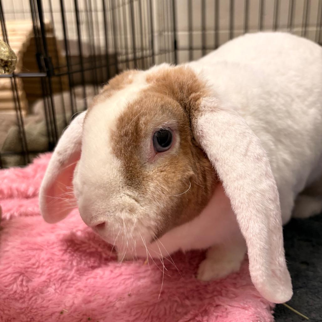 Enlarge Violet, a Adoptable American Fuzzy Lop in South Burlington, VT image 4/5
