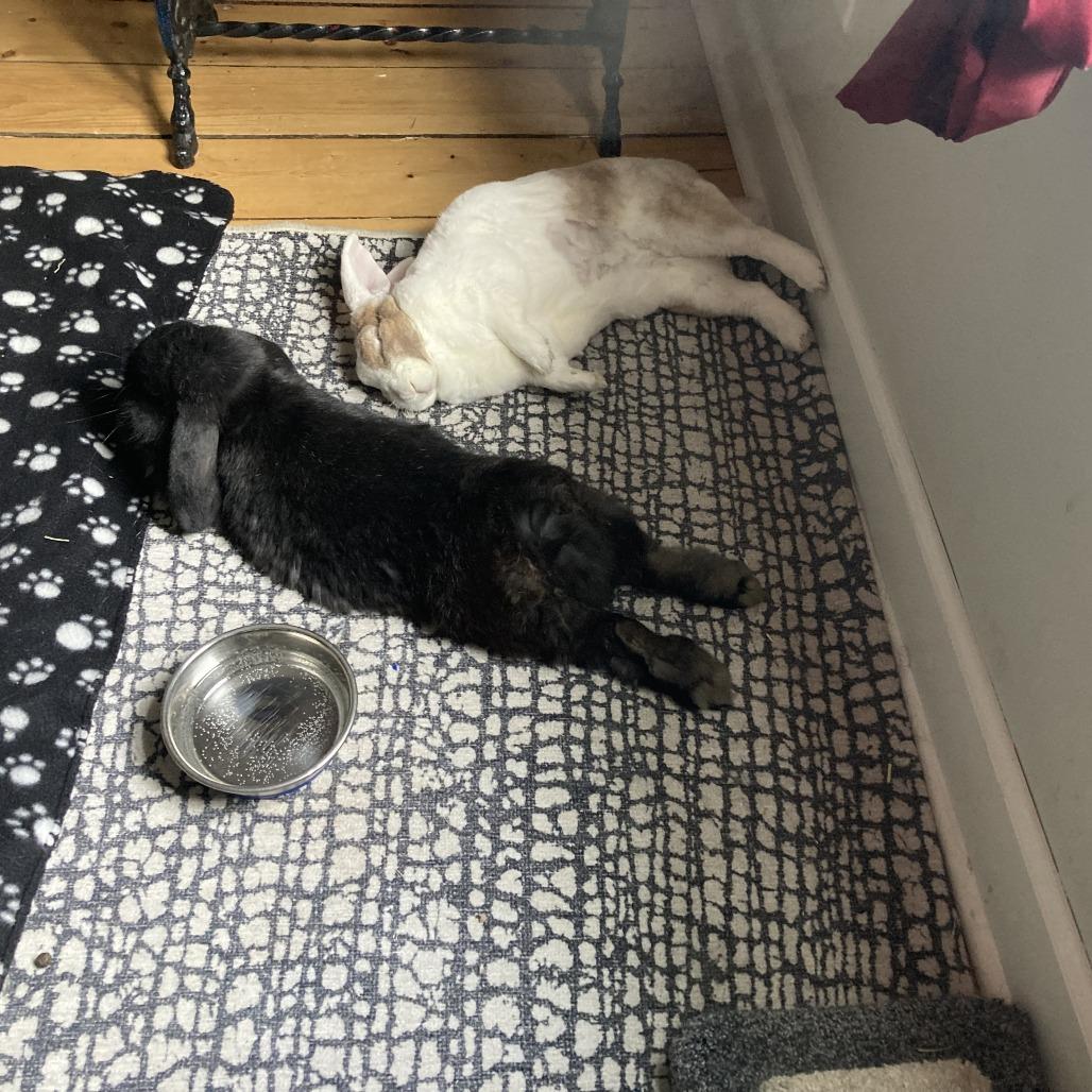 Enlarge Violet - Available from Foster, a Adoptable American Fuzzy Lop in South Burlington, VT image 5/6