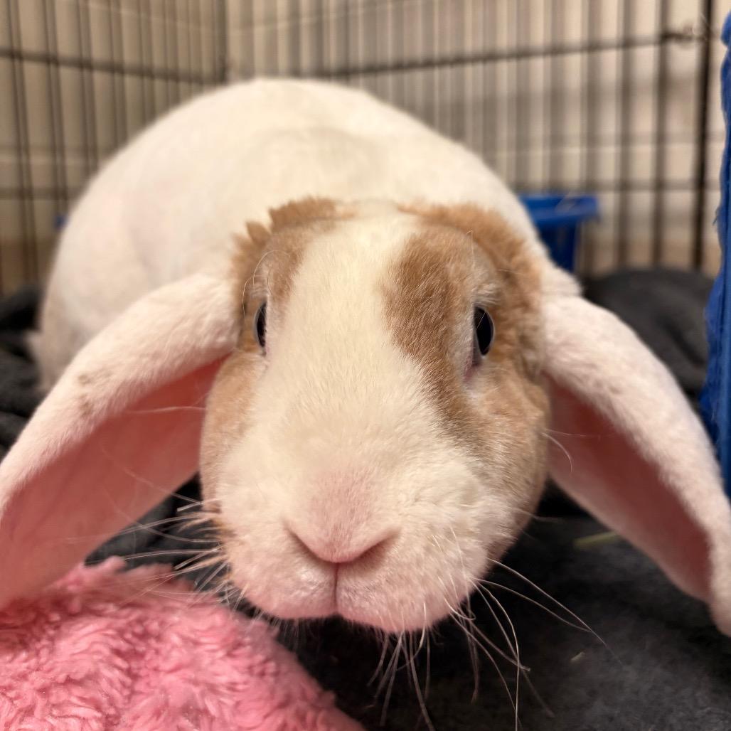 Enlarge Violet, a Adoptable American Fuzzy Lop in South Burlington, VT image 5/5