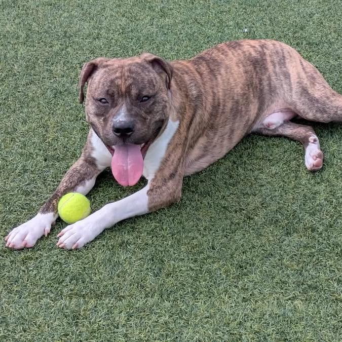 Bumi, Adoptable, Adult Male Mixed Breed.