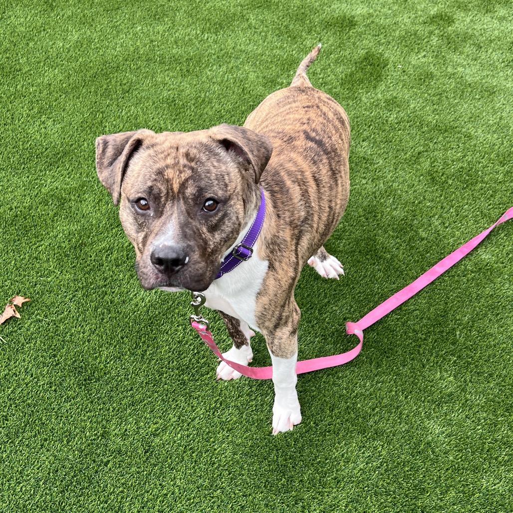 Enlarge Bumi, a Adoptable Mixed Breed in Pittsburgh, PA image 2/5