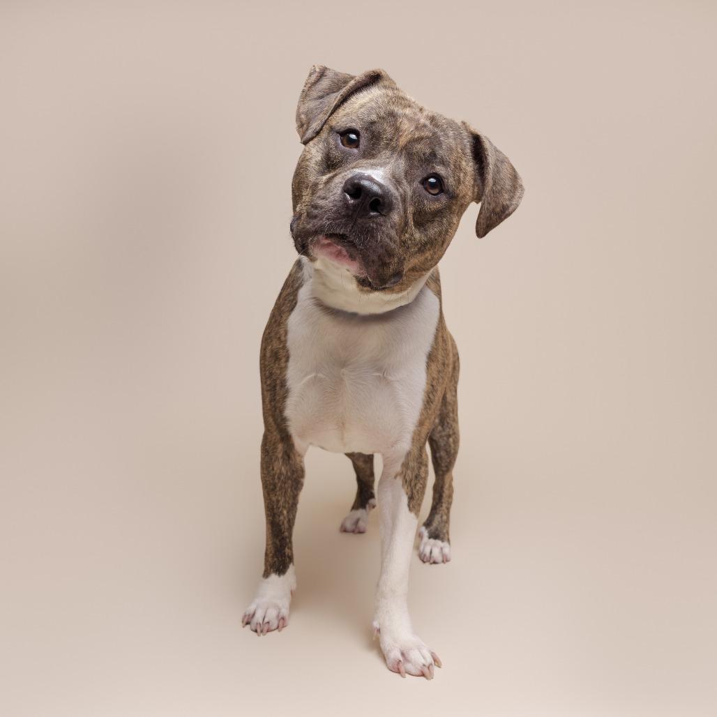 Enlarge Bumi, a Adoptable Mixed Breed in Pittsburgh, PA image 3/5