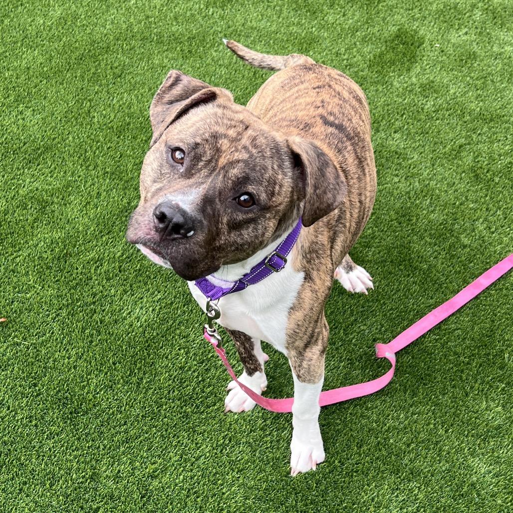 Enlarge Bumi, a Adoptable Mixed Breed in Pittsburgh, PA image 4/5