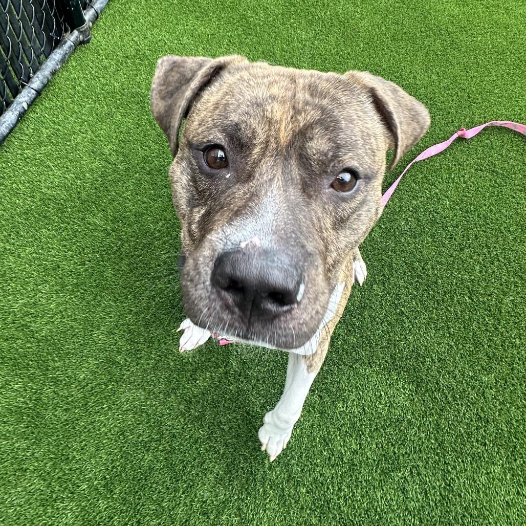 Enlarge Bumi, a Adoptable Mixed Breed in Pittsburgh, PA image 5/5