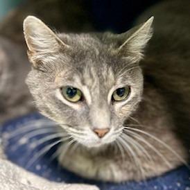 Ms.Kitty, Adoptable, Adult Female American Shorthair.