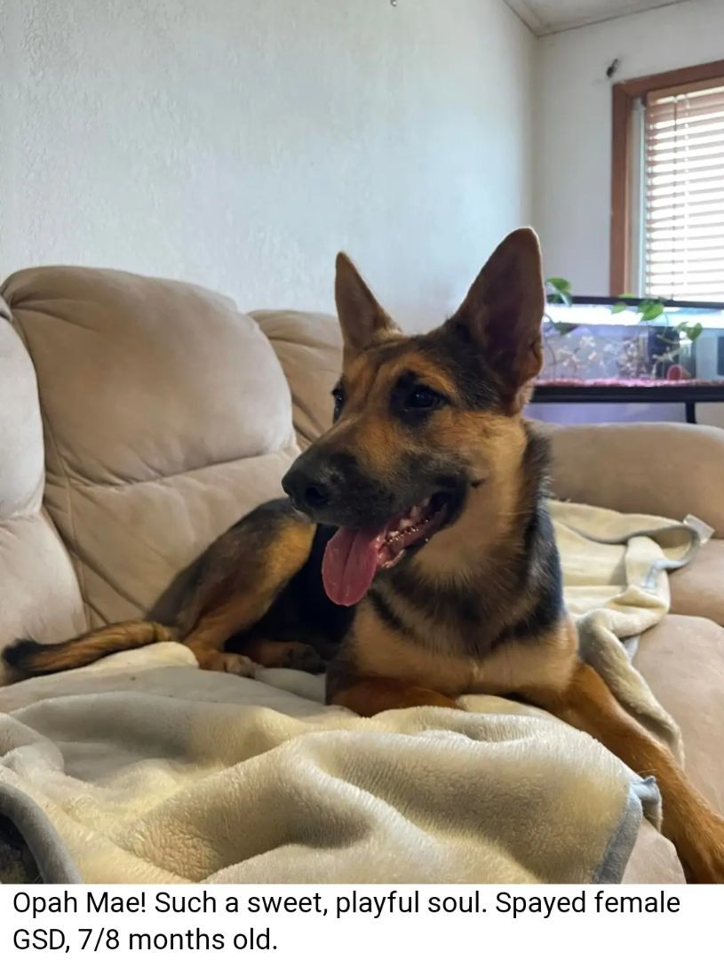 Opah (Opah Mae), Adopted, Puppy Female German Shepherd Dog.