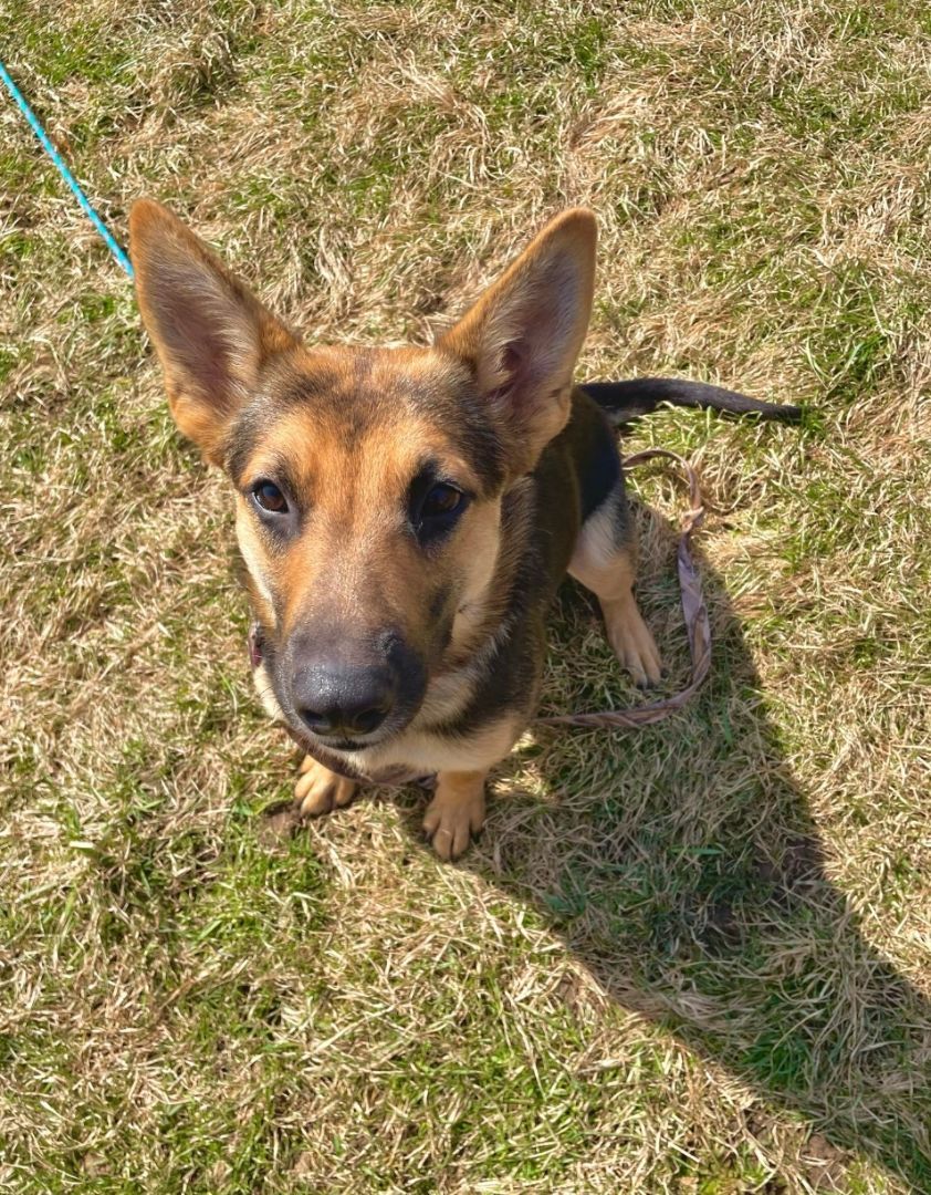 Opah (Opah Mae), a Adopted German Shepherd Dog in Remus, MI image 2/4