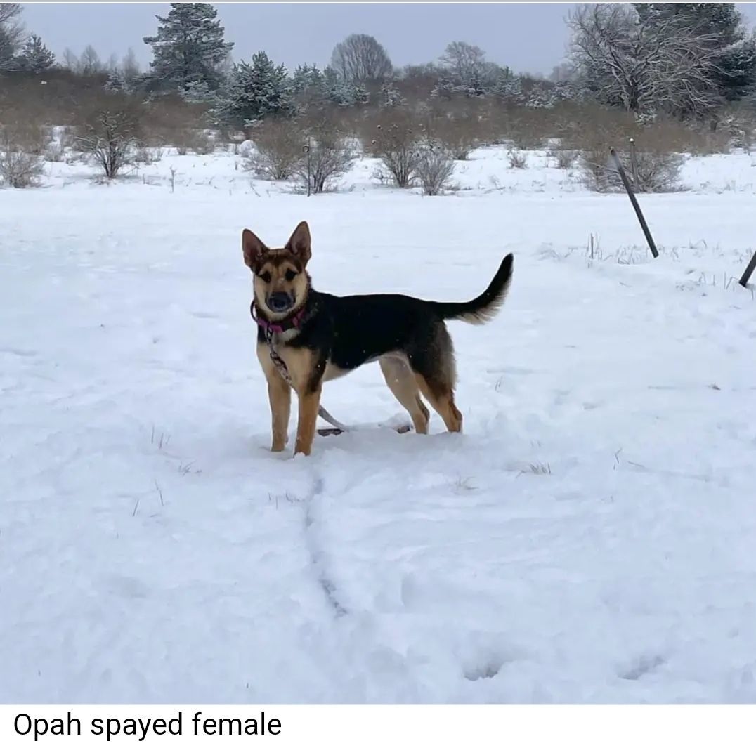 Opah (Opah Mae), a Adopted German Shepherd Dog in Remus, MI image 3/4