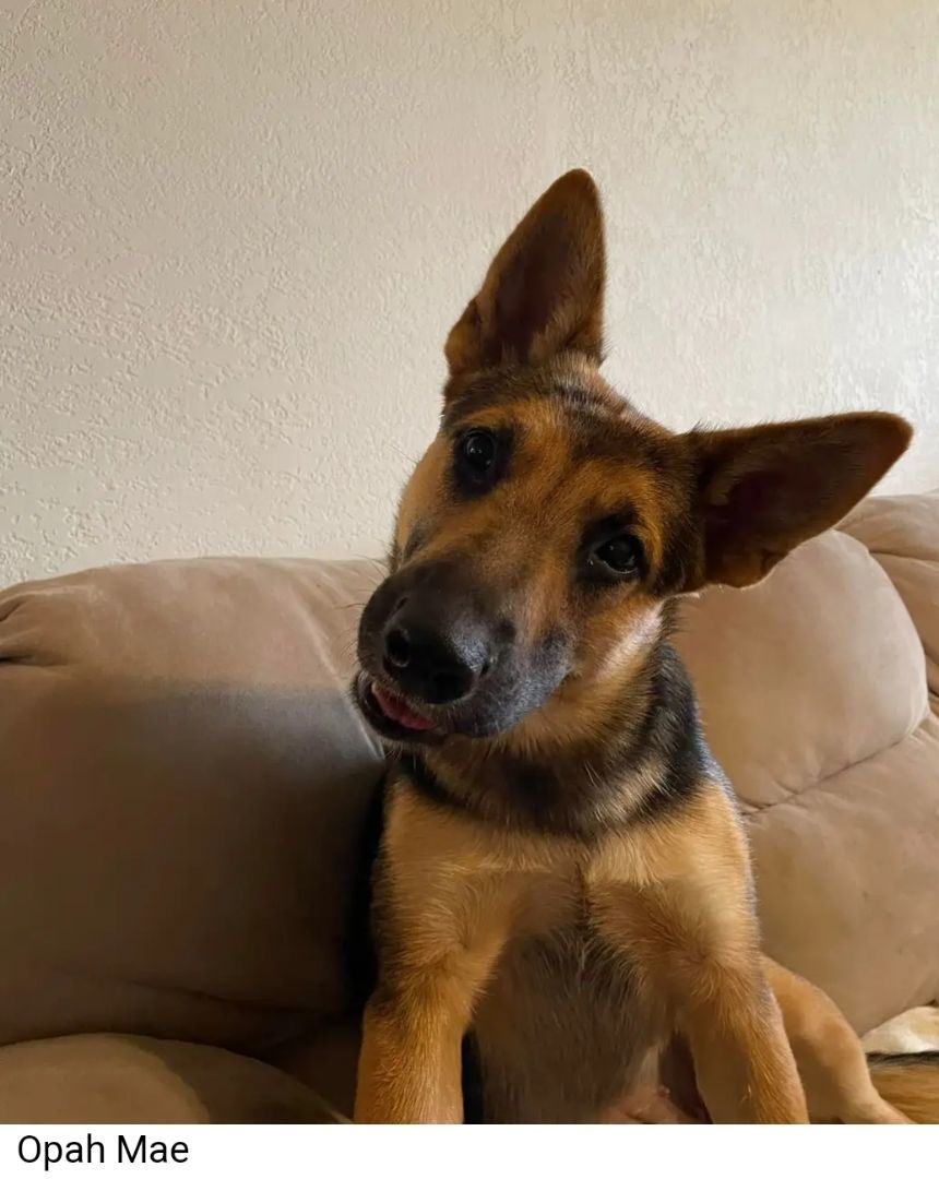 Opah (Opah Mae), a Adopted German Shepherd Dog in Remus, MI image 4/4