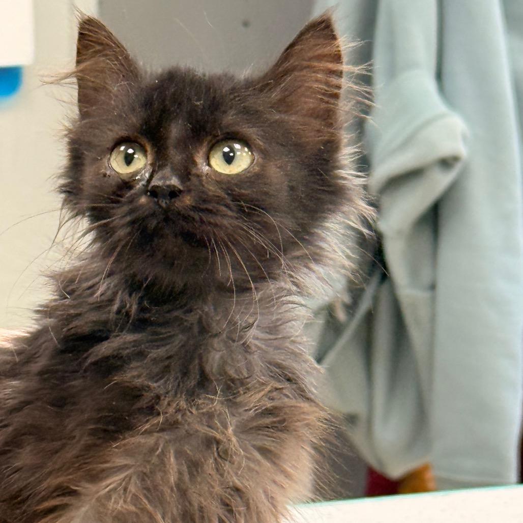 Ducky, Adoptable, Kitten Male Domestic Long Hair.