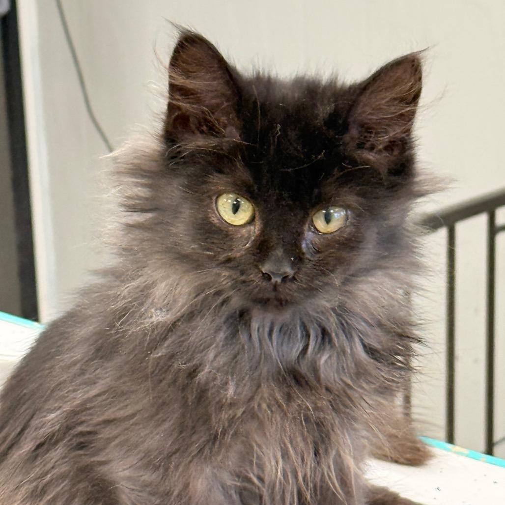 Enlarge Ducky, a Adoptable Domestic Long Hair in Chariton, IA image 2/4