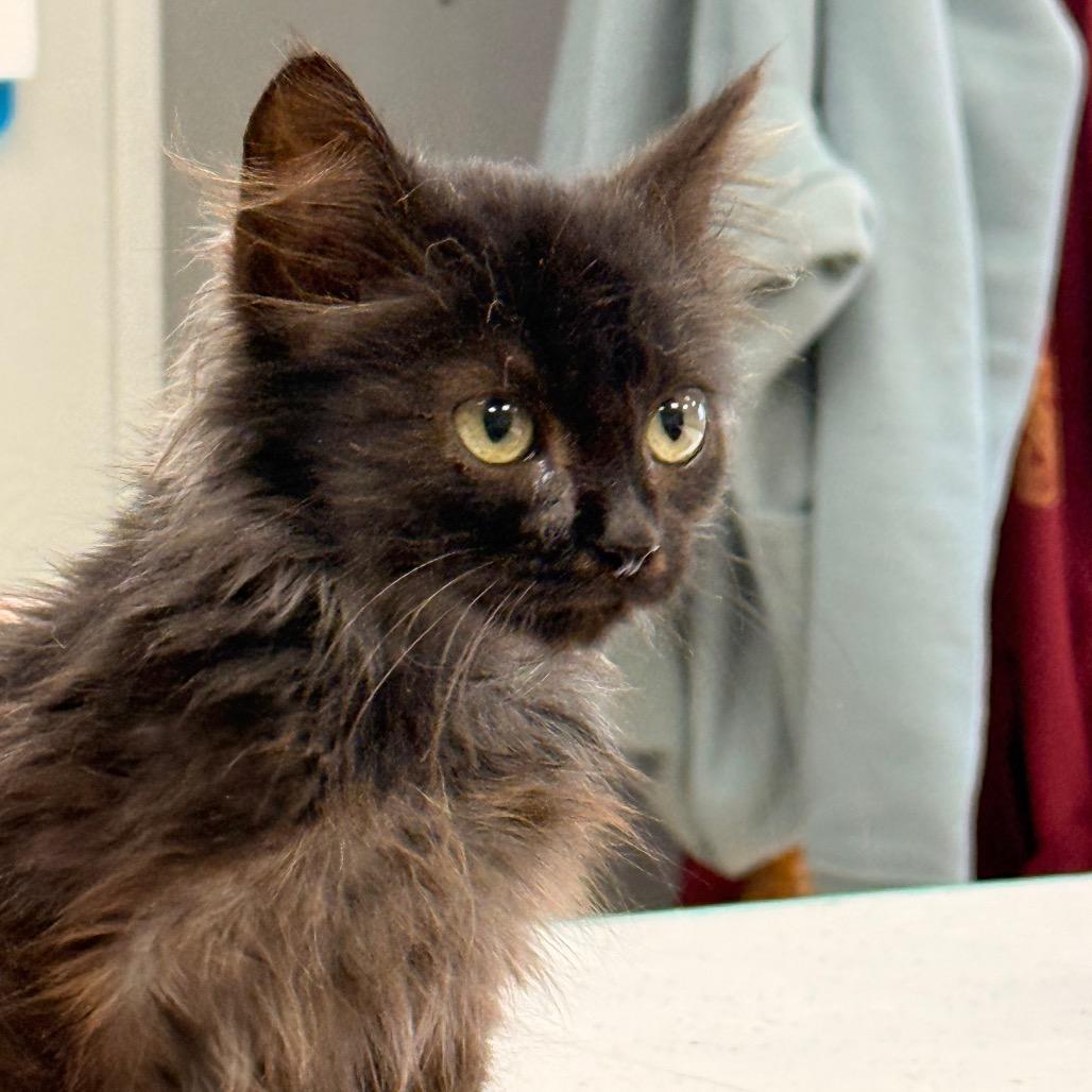 Enlarge Ducky, a Adoptable Domestic Long Hair in Chariton, IA image 3/4