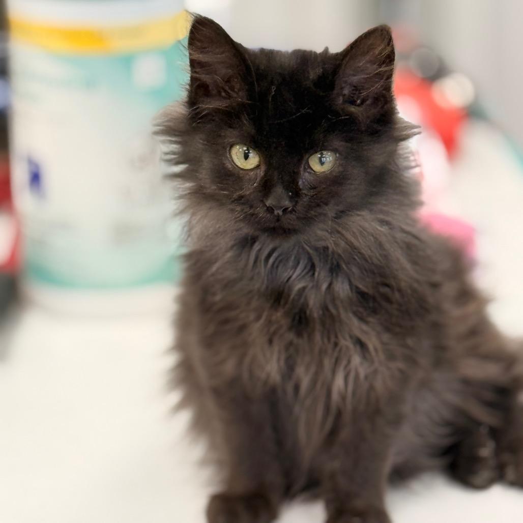 Enlarge Ducky, a Adoptable Domestic Long Hair in Chariton, IA image 4/4