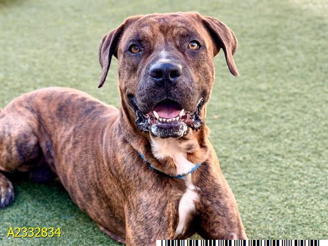 BUSTER, Adoptable, Adult Male Mixed Breed.