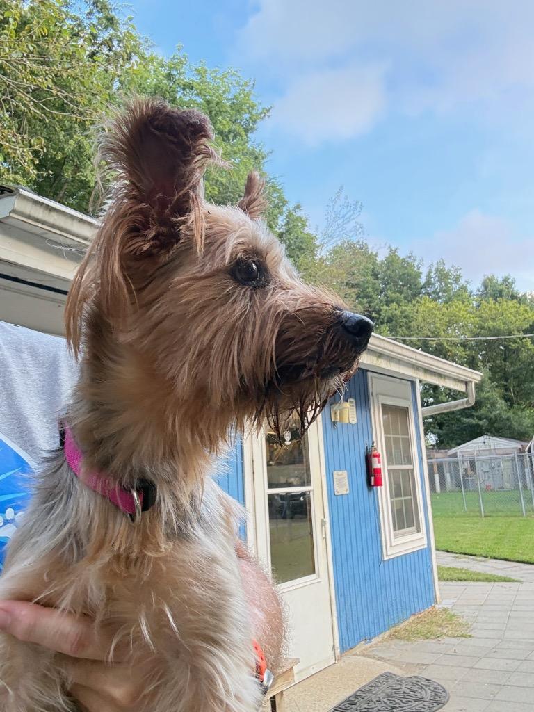 Rocco, Adoptable, Adult Male Yorkshire Terrier.