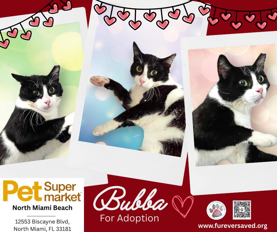 Bubba, ADOPTABLE, Kitten Male Domestic Short Hair.