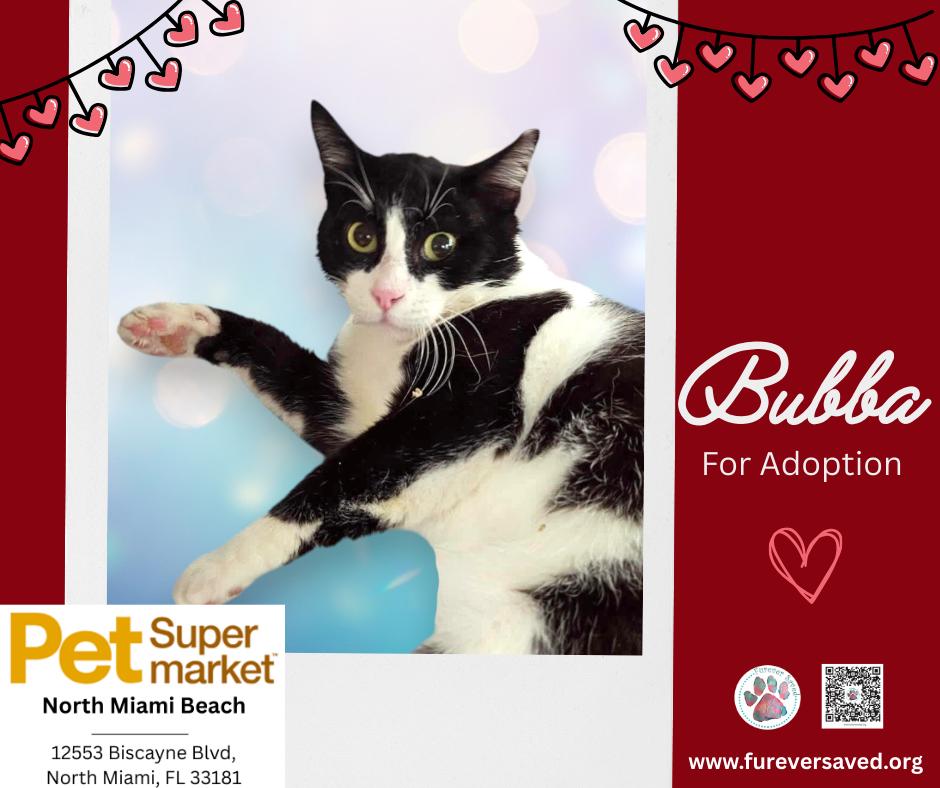 Bubba, a ADOPTABLE Domestic Short Hair in Miami, FL image 3/5