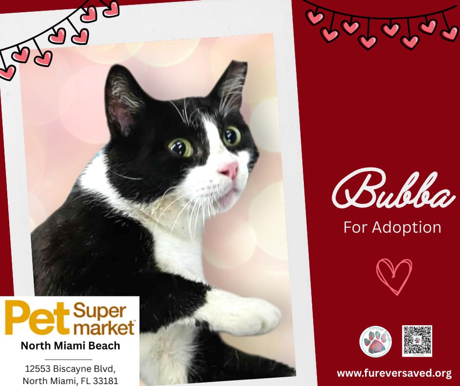 Bubba, a ADOPTABLE Domestic Short Hair in Miami, FL image 2/5