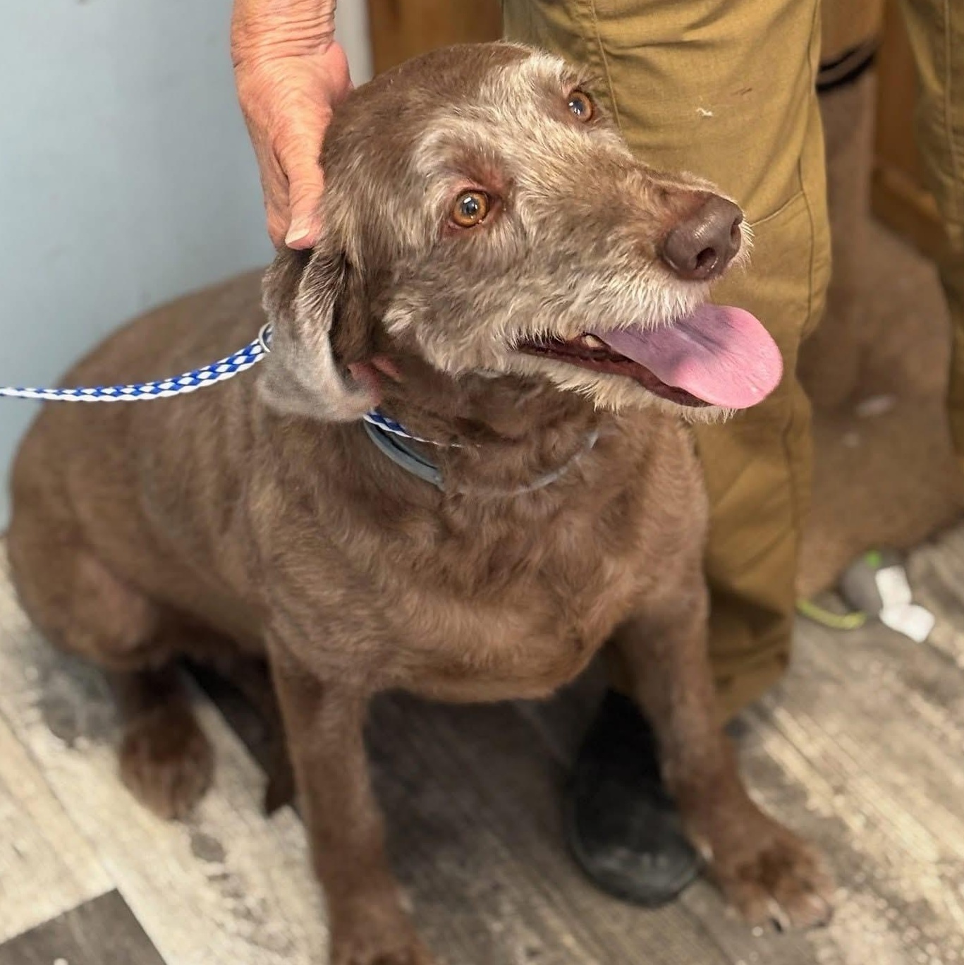 Bailey, an adoptable Labradoodle in Nashville, IL, 62263 | Photo Image 1