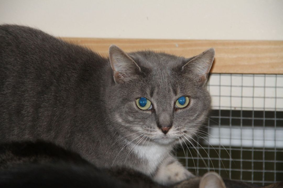 Enlarge Beatrice & Rexton, a Adoptable Domestic Short Hair in Fredericton, NB image 1/10