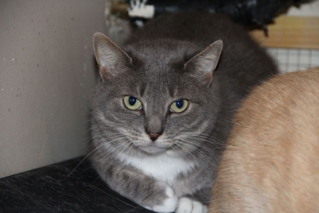 Enlarge Beatrice & Rexton, a Adoptable Domestic Short Hair in Fredericton, NB image 2/10