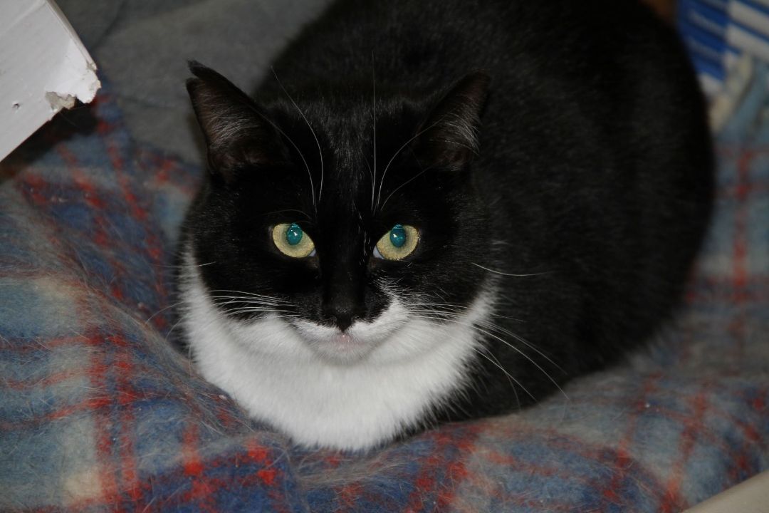 Enlarge Beatrice & Rexton, a Adoptable Domestic Short Hair in Fredericton, NB image 3/10