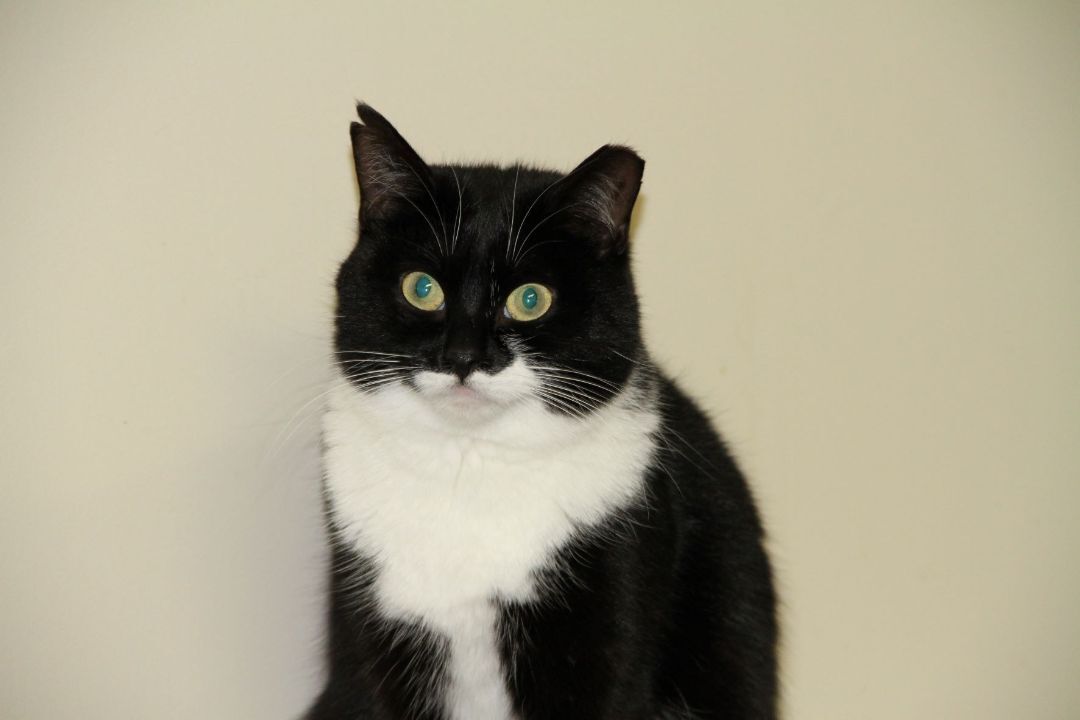 Enlarge Beatrice & Rexton, a Adoptable Domestic Short Hair in Fredericton, NB image 4/10