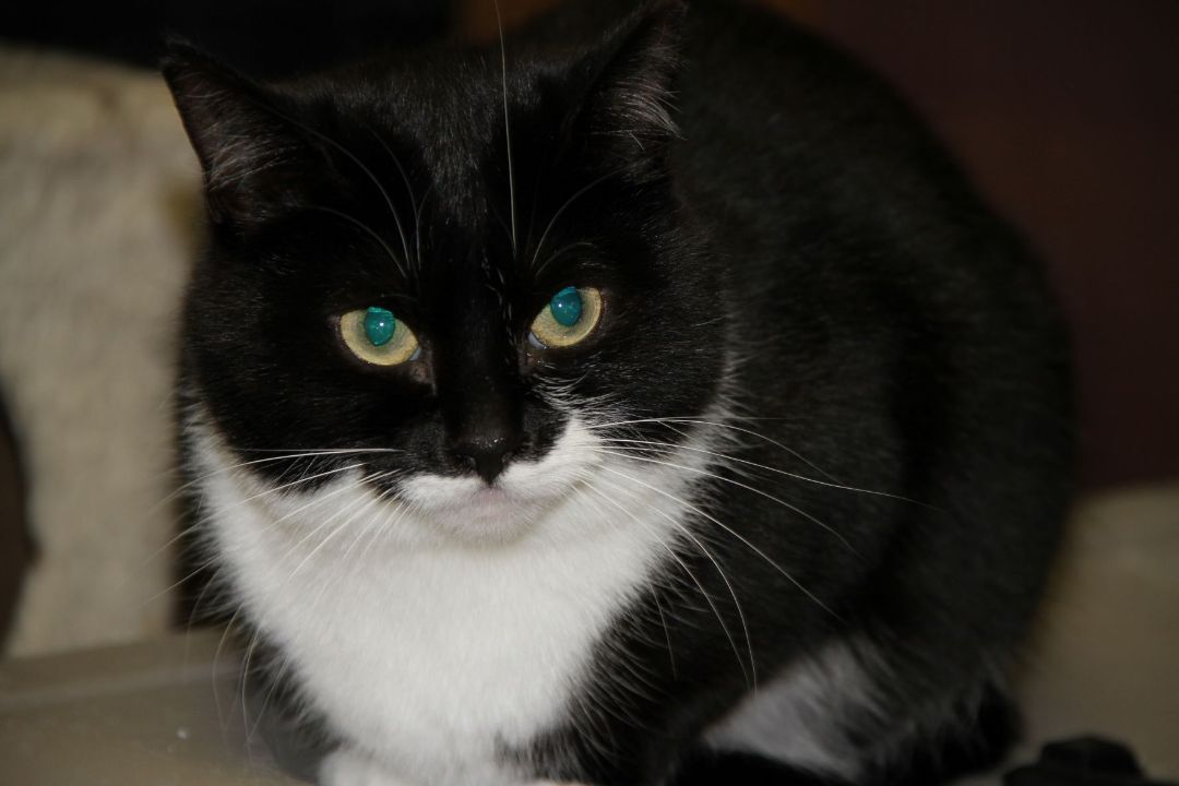 Enlarge Beatrice & Rexton, a Adoptable Domestic Short Hair in Fredericton, NB image 5/10