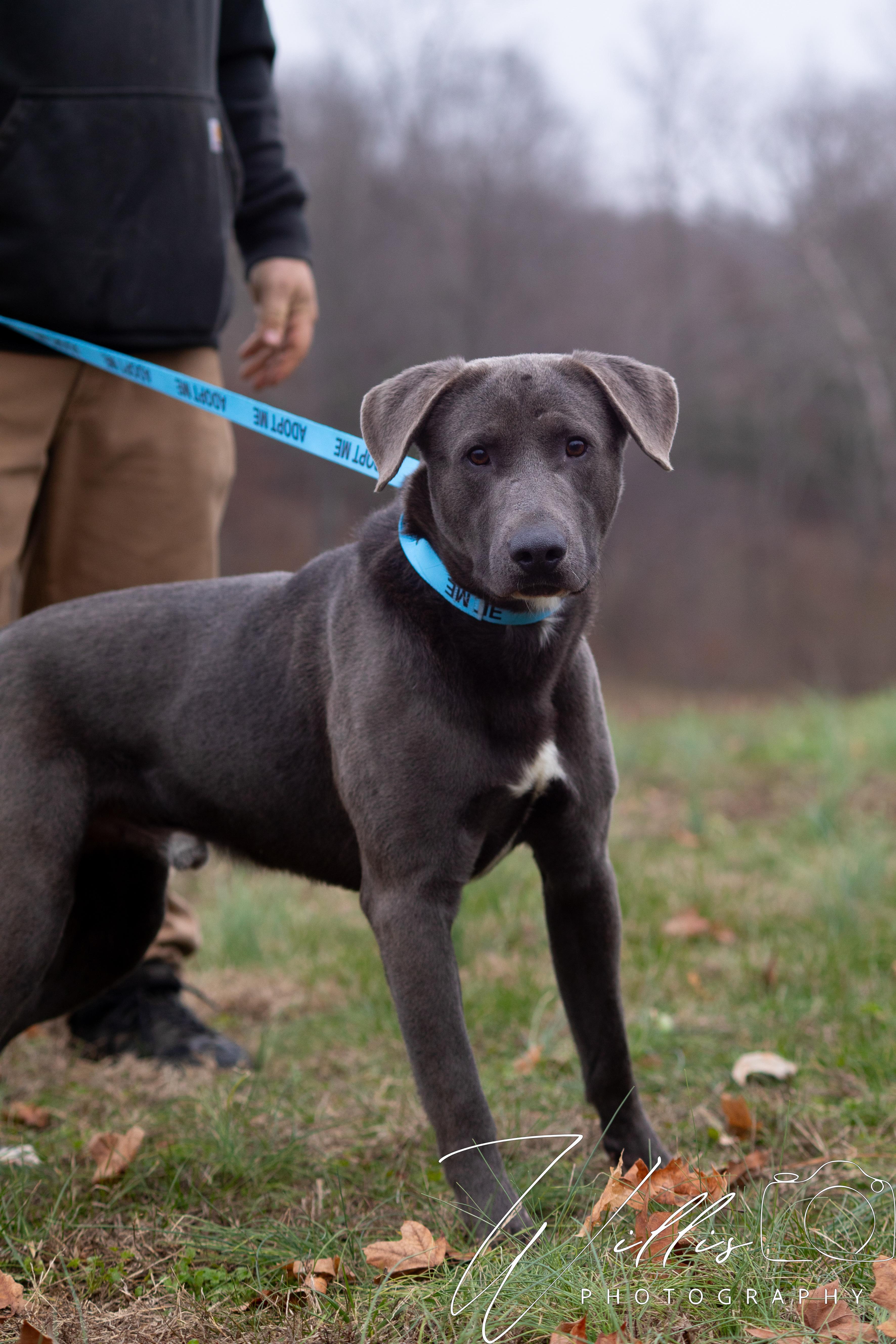 Kobe , ADOPTABLE, Young Male Pit Bull Terrier.