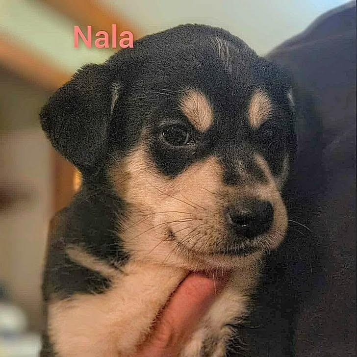 Nala (20260219-06)