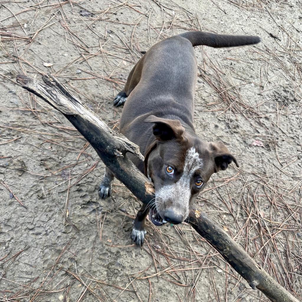Enlarge LILY, a Adoptable mixed breed in Point Richmond, CA image 1/6