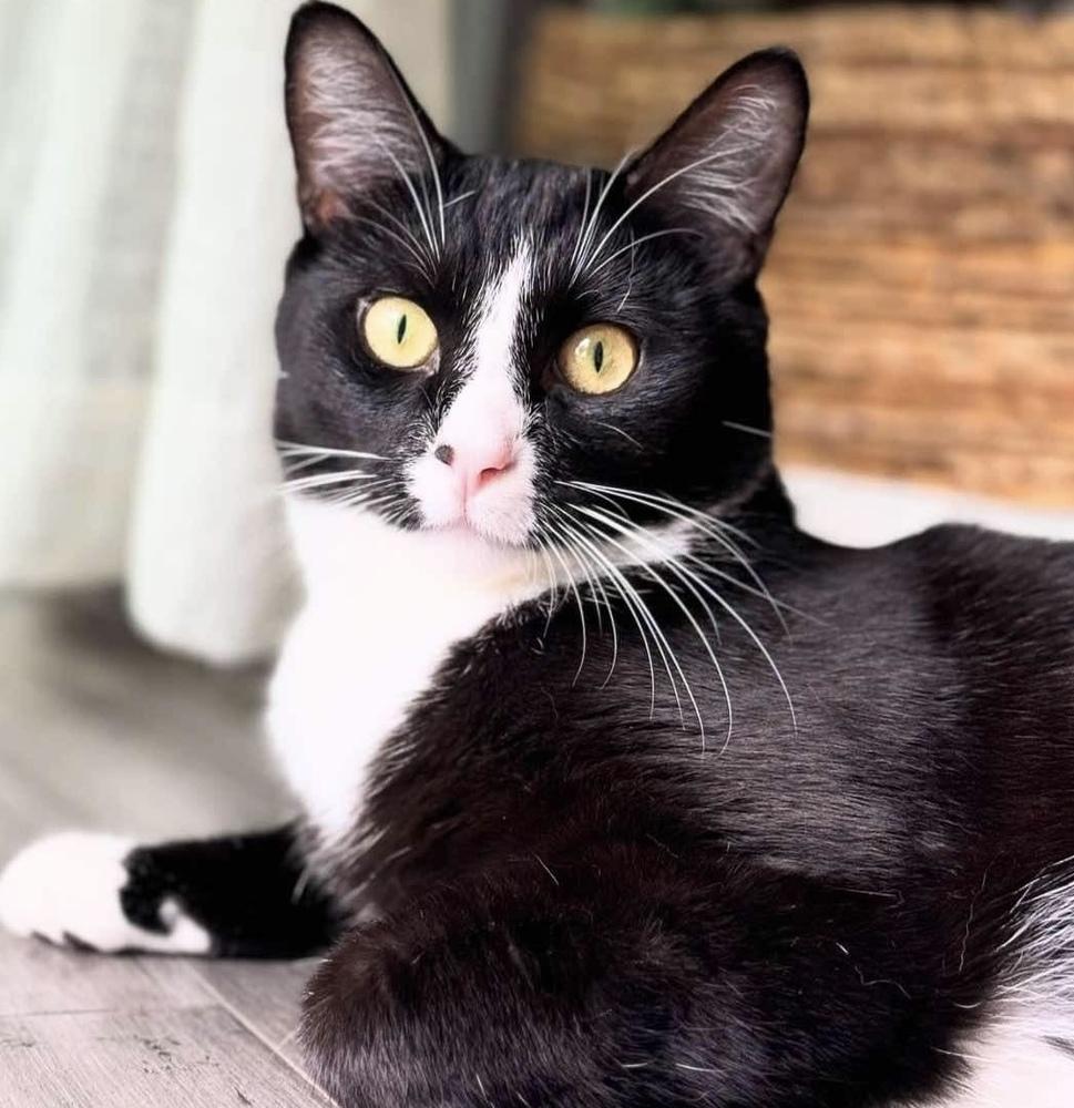 Kiki, a Adoptable Domestic Short Hair in Chicago, IL image 1/6