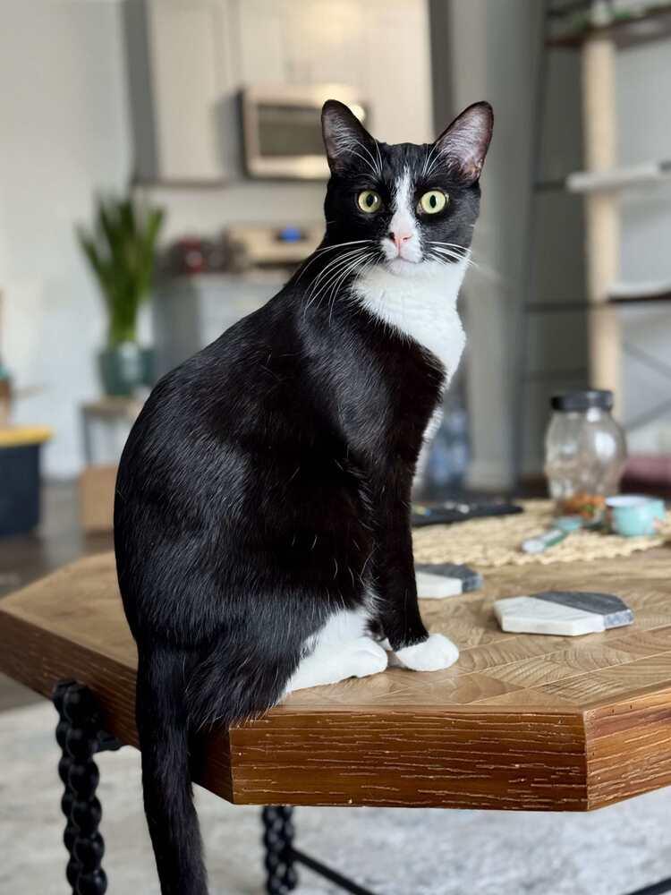 Kiki, a Adoptable Domestic Short Hair in Chicago, IL image 2/6