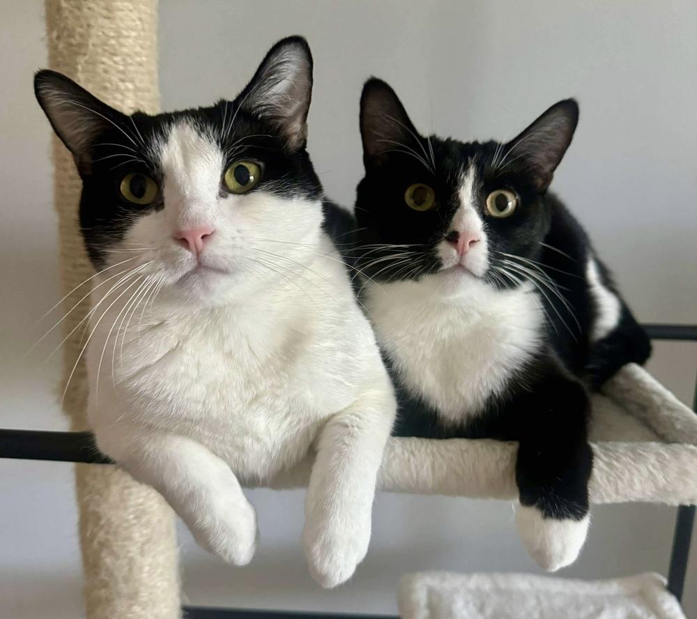 Kiki, a Adoptable Domestic Short Hair in Chicago, IL image 3/6