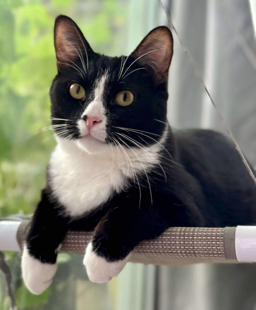 Kiki, a Adoptable Domestic Short Hair in Chicago, IL image 5/6