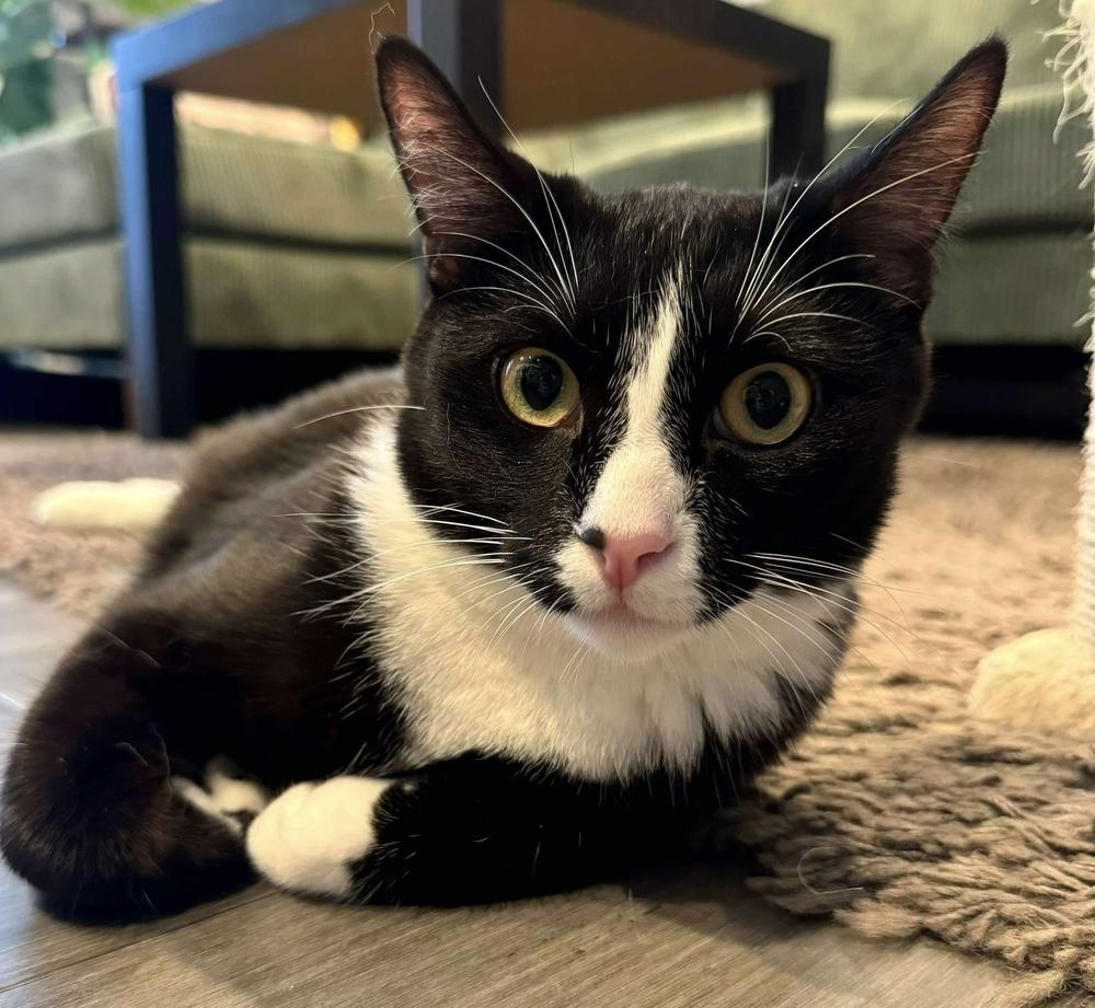 Kiki, a Adoptable Domestic Short Hair in Chicago, IL image 6/6