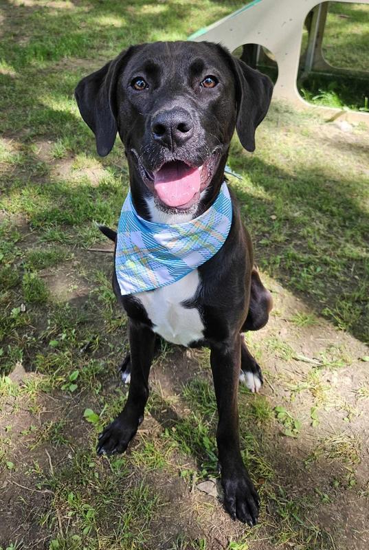 Arlo, Young Male Mixed Breed