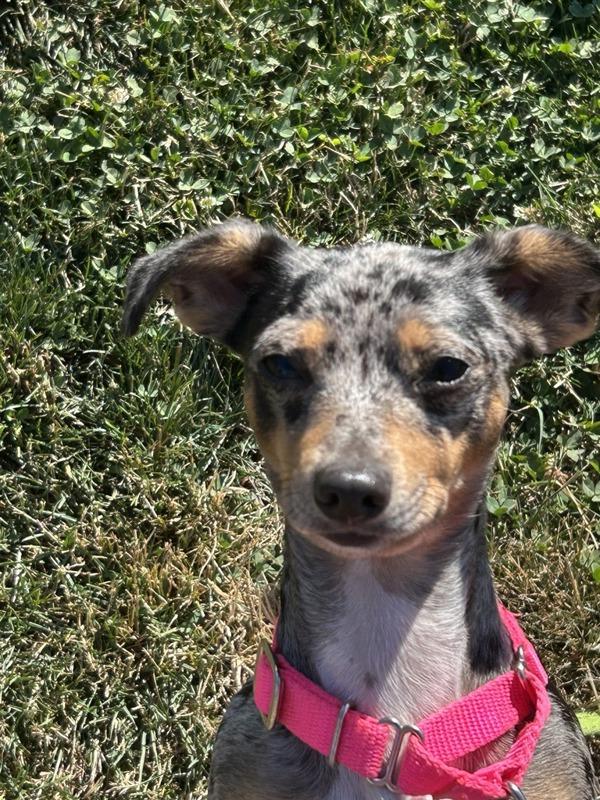 Enlarge Lune, a Adoptable mixed breed in Vancouver, WA image 1/2
