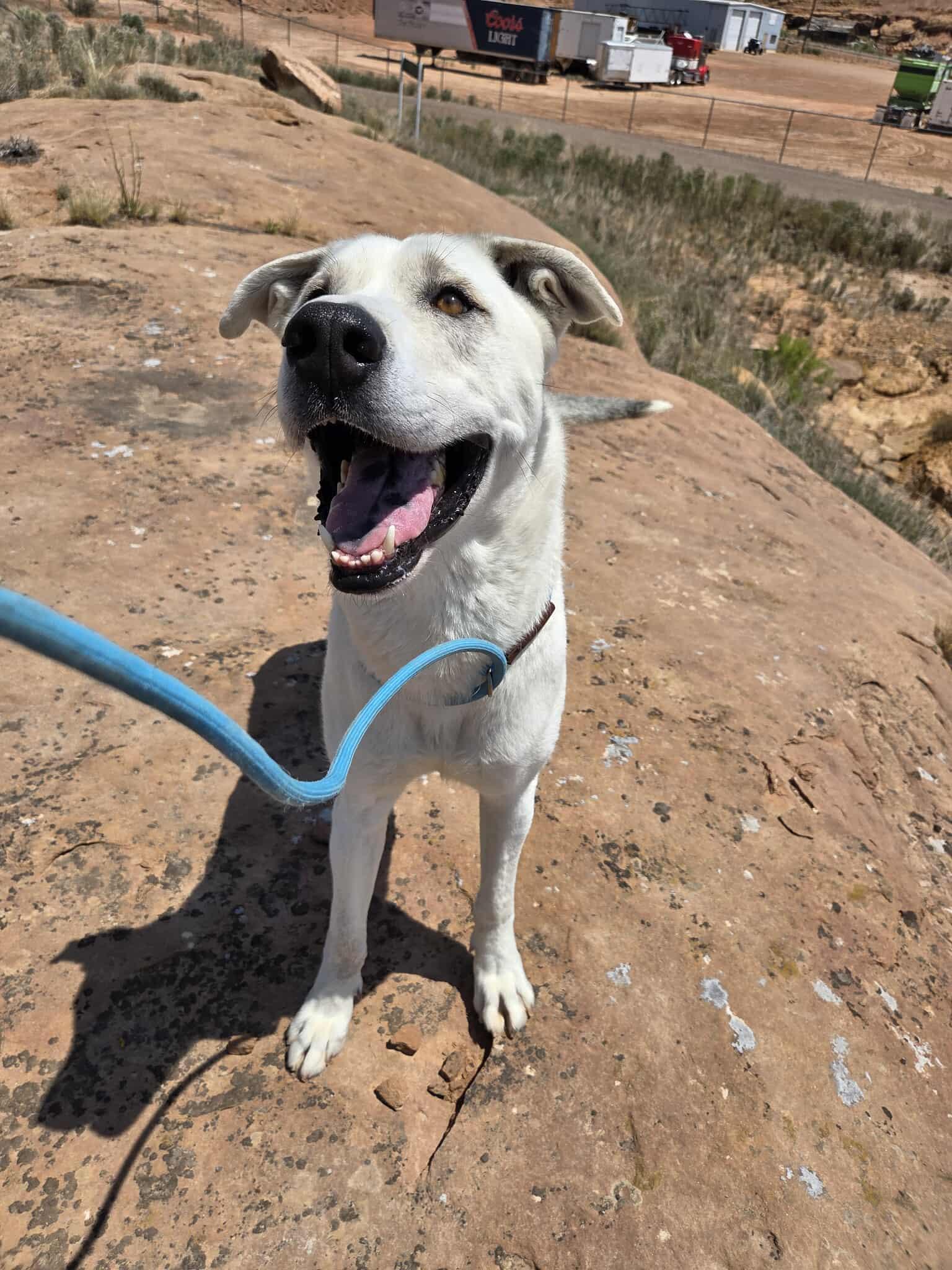 Tiberius, an adoptable Mixed Breed in Roosevelt, UT, 84066 | Photo Image 1