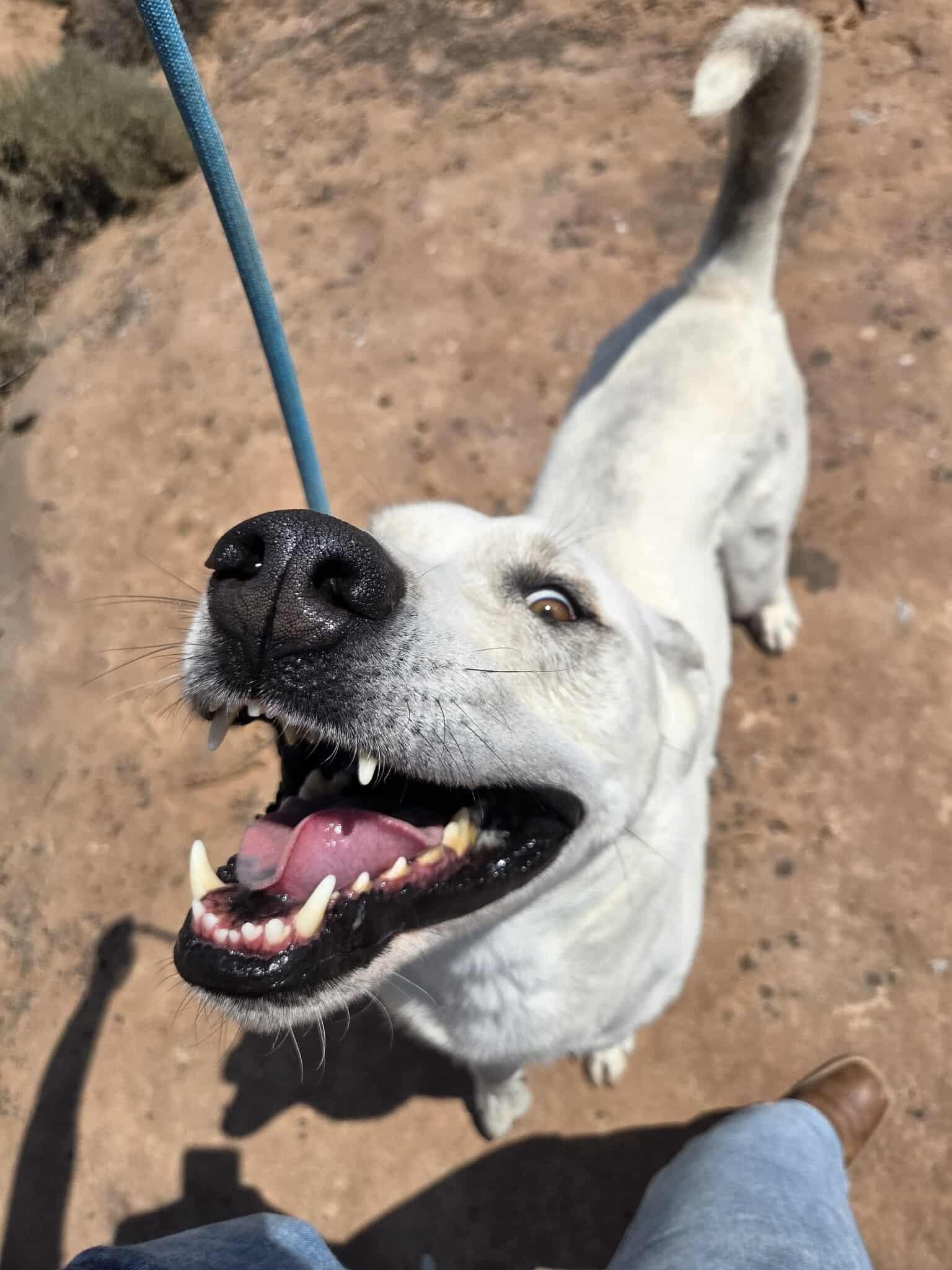 Tiberius, an adoptable Mixed Breed in Roosevelt, UT, 84066 | Photo Image 3
