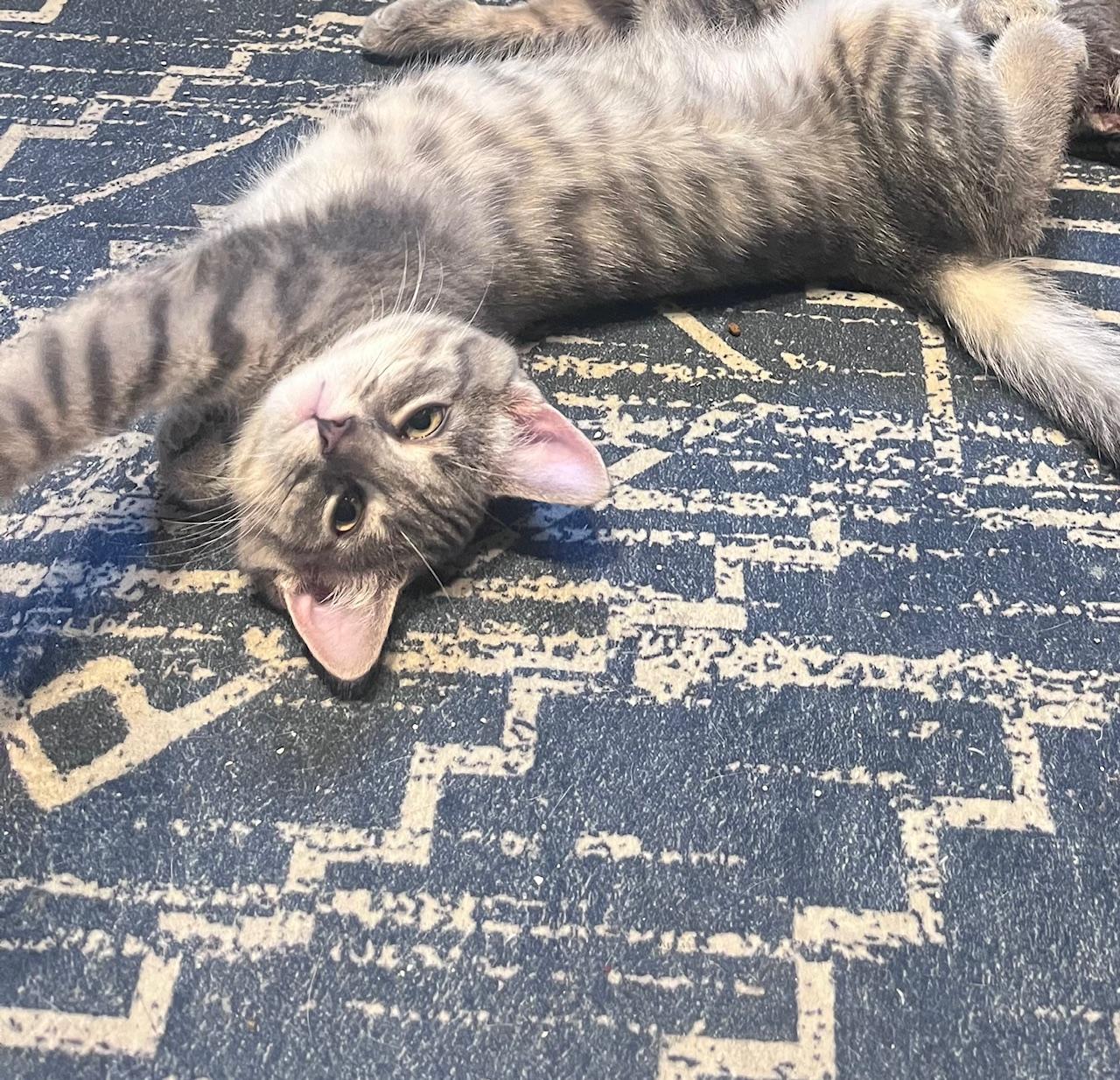 Enlarge Jack, an adopted Domestic Short Hair in Cleveland, OH image 3/5