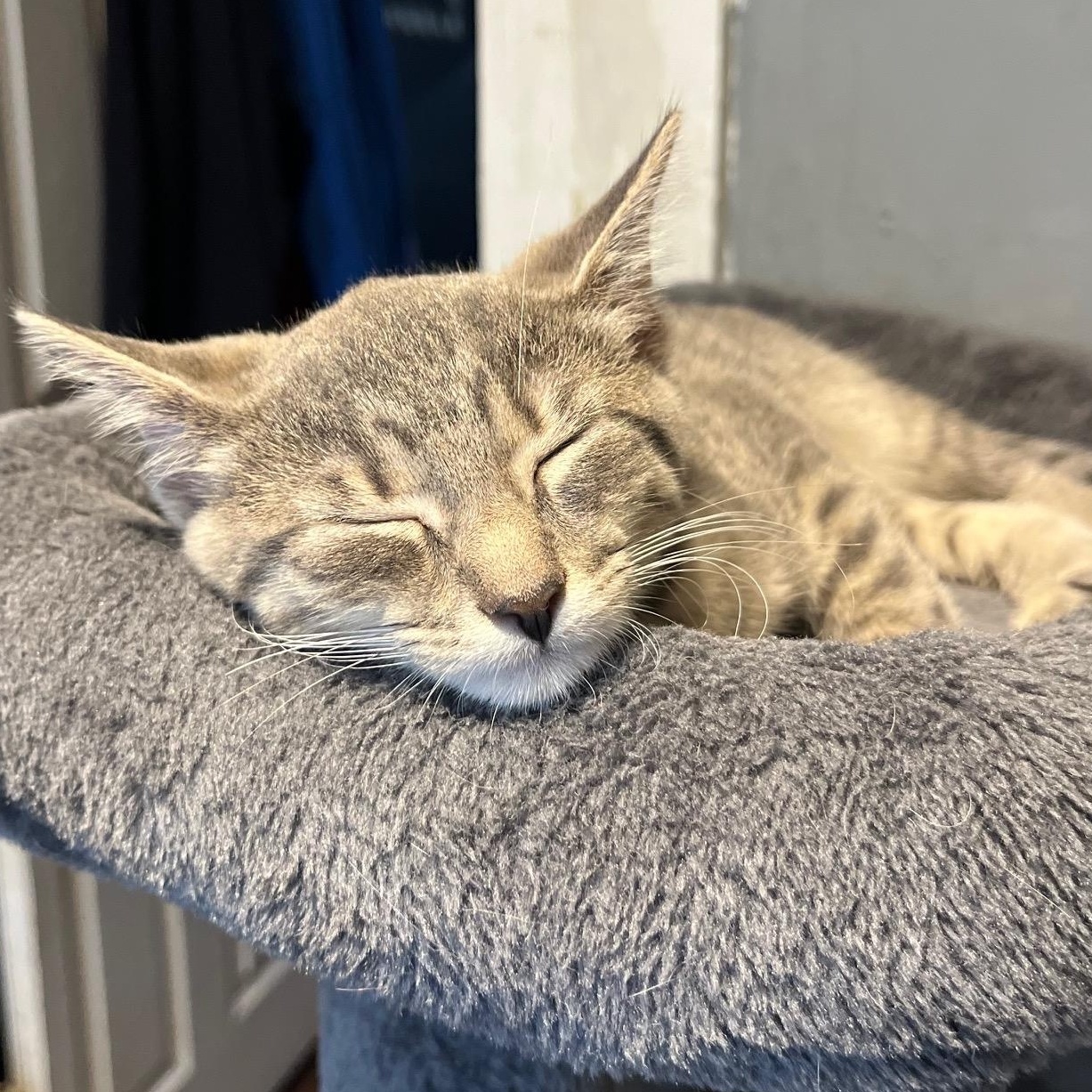 Enlarge Jack, an adopted Domestic Short Hair in Cleveland, OH image 4/5